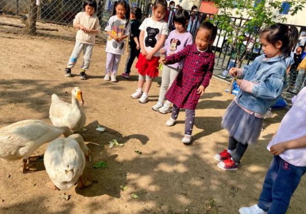 來看看北京海淀區(qū)尚麗外國語學校動物園里的大白鵝~